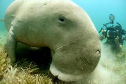 Marsa Alam - Red Sea Dive Holiday. Dugong.